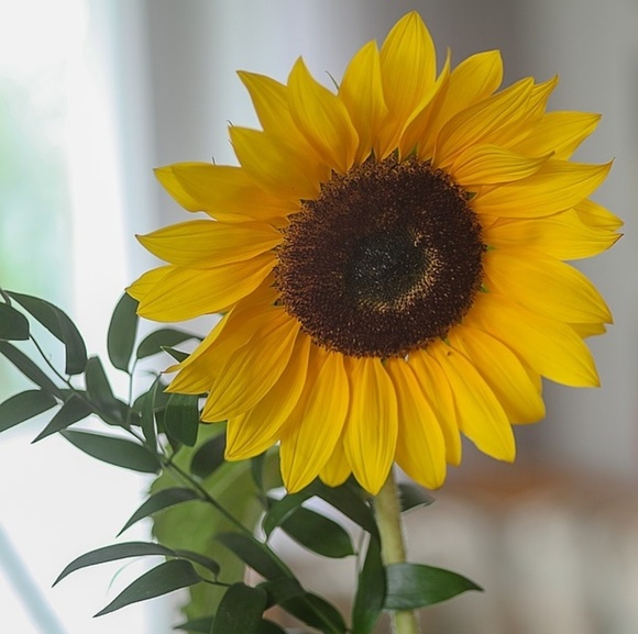 Meet your Posher, Sally - Picture 1 of 1